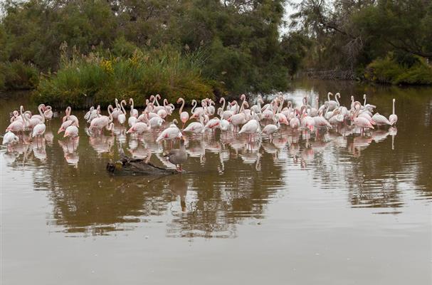 Flamants roses