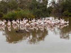 Flamants roses