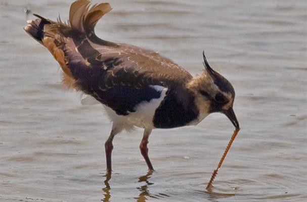 Vanneau huppé au Pont de Gau en Camargue