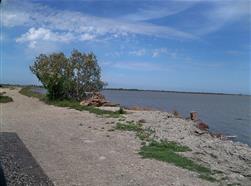 Camargue - rive nord de Vaccarès