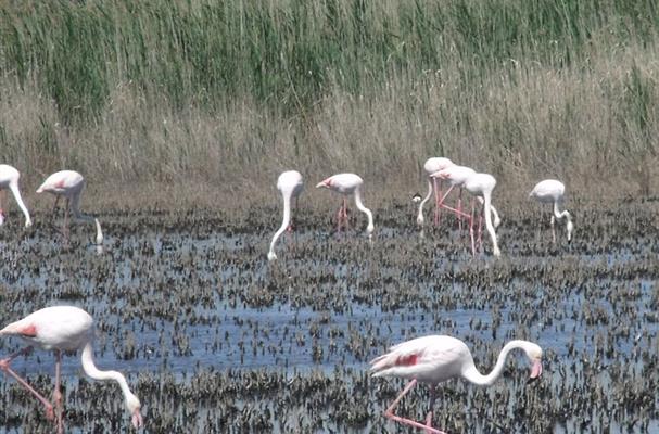 Flamants roses dans l'étang de Vaccarès