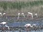 Flamants roses dans l'étang de Vaccarès