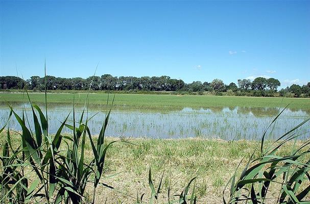 Camargue