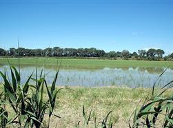 Camargue
