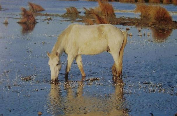 Camargue