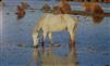 Camargue