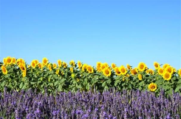 Plateau de Valensole