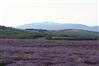 Mont Ventoux et lavandes