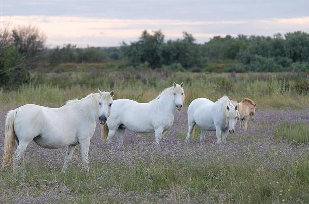La Camargue