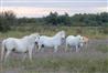 La Camargue