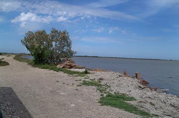 Camargue - rive nord de Vaccarès