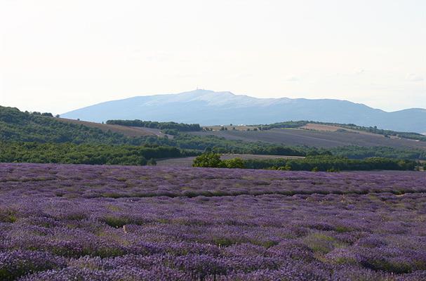 Mont Ventoux et lavandes
