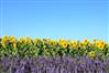 Le Plateau de Valensole