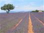 Le Plateau de Valensole