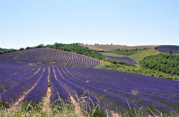 Le Plateau de Valensole