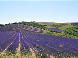 Le Plateau de Valensole