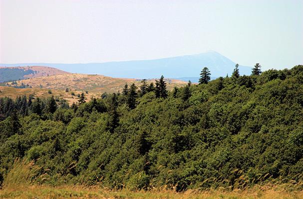 Montagne de Lure - Vue sur le Ventoux