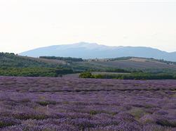 Mont Ventoux et lavandes