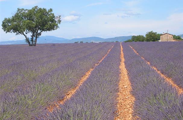 Plateau de Valensole