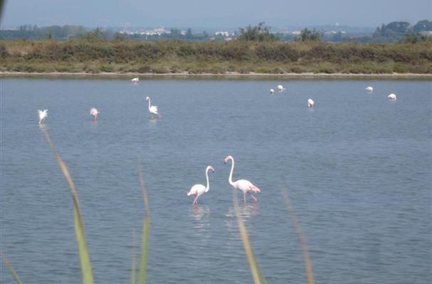les flamands roses de Camargue