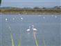 les flamands roses de Camargue